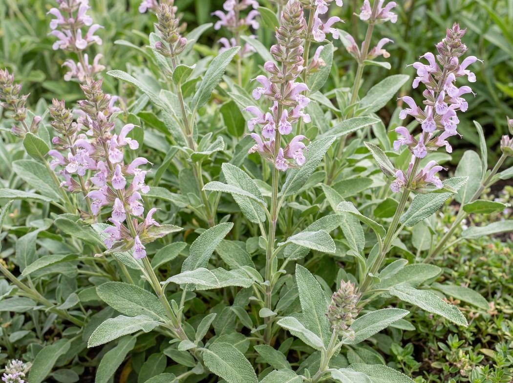 Salvia officinalis