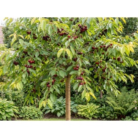 Prunus avium Stella