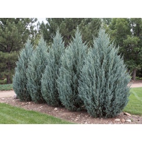 Juniperus scopulorum Moffetti