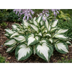 Hosta Fire and Ice