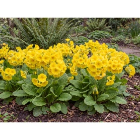 Primula polyantha Pacific Giant Yellow