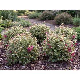 Weigela florida All Summer Monet