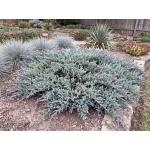 Juniperus horizontalis Blue Chip