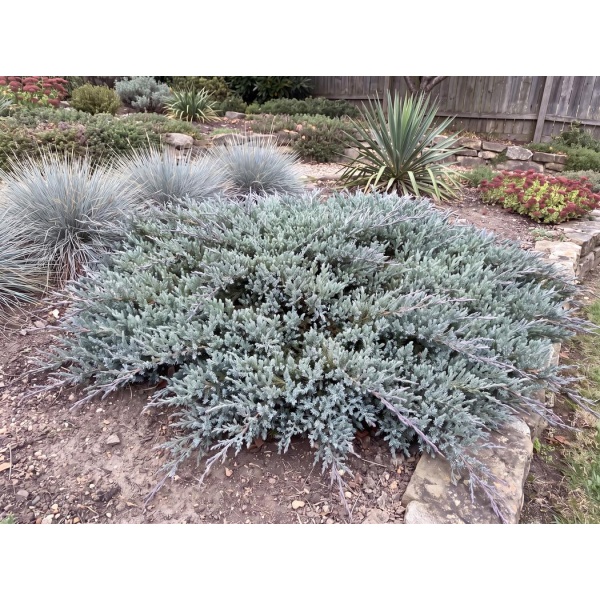 Juniperus horizontalis Blue Chip