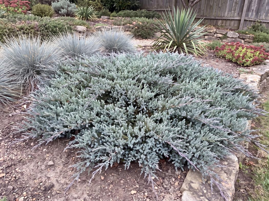 Juniperus horizontalis Blue Chip