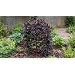 Fagus sylvatica Purple Fountain