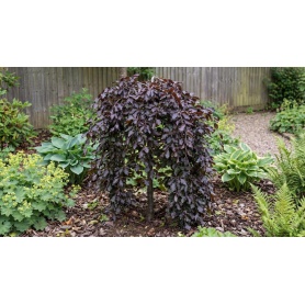 Fagus sylvatica Purple Fountain