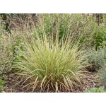 Molinia caerulea subsp. caerulea Variegata