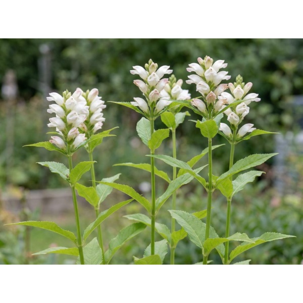 Chelone glabra