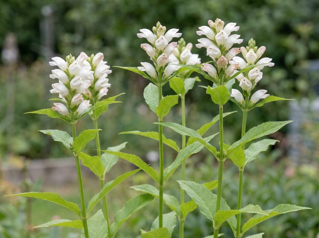 Chelone glabra