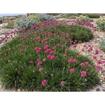Armeria maritima Abbey Deep Rose