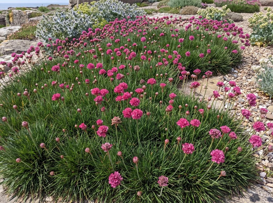 Armeria maritima Abbey Deep Rose