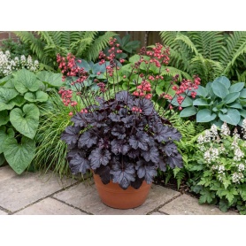 Heuchera Black Forest Cake