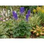 Aconitum carmichaelii Arendsii Group Arendsii