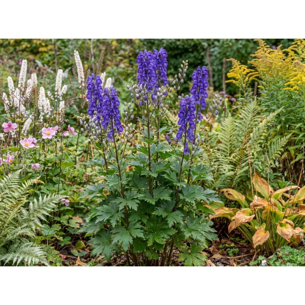 Aconitum carmichaelii Arendsii Group Arendsii