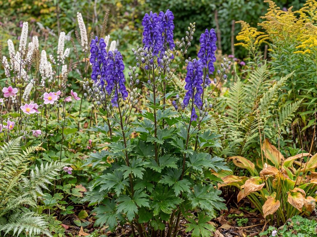 Aconitum carmichaelii Arendsii Group Arendsii