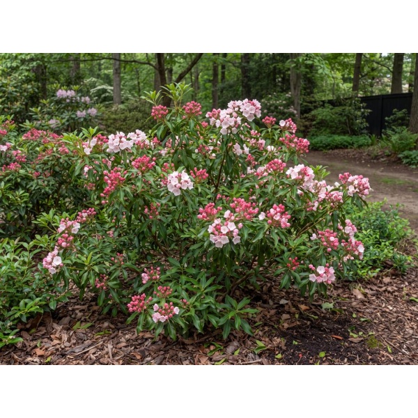 Kalmia latifolia Ostbo Red