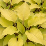 Hosta Lipstick Blonde
