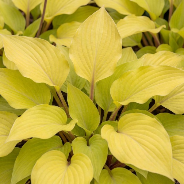 Hosta Lipstick Blonde