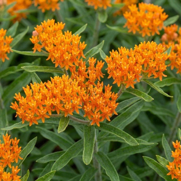 Asclepias tuberosa