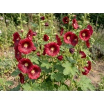 Alcea rosea Mars Magic