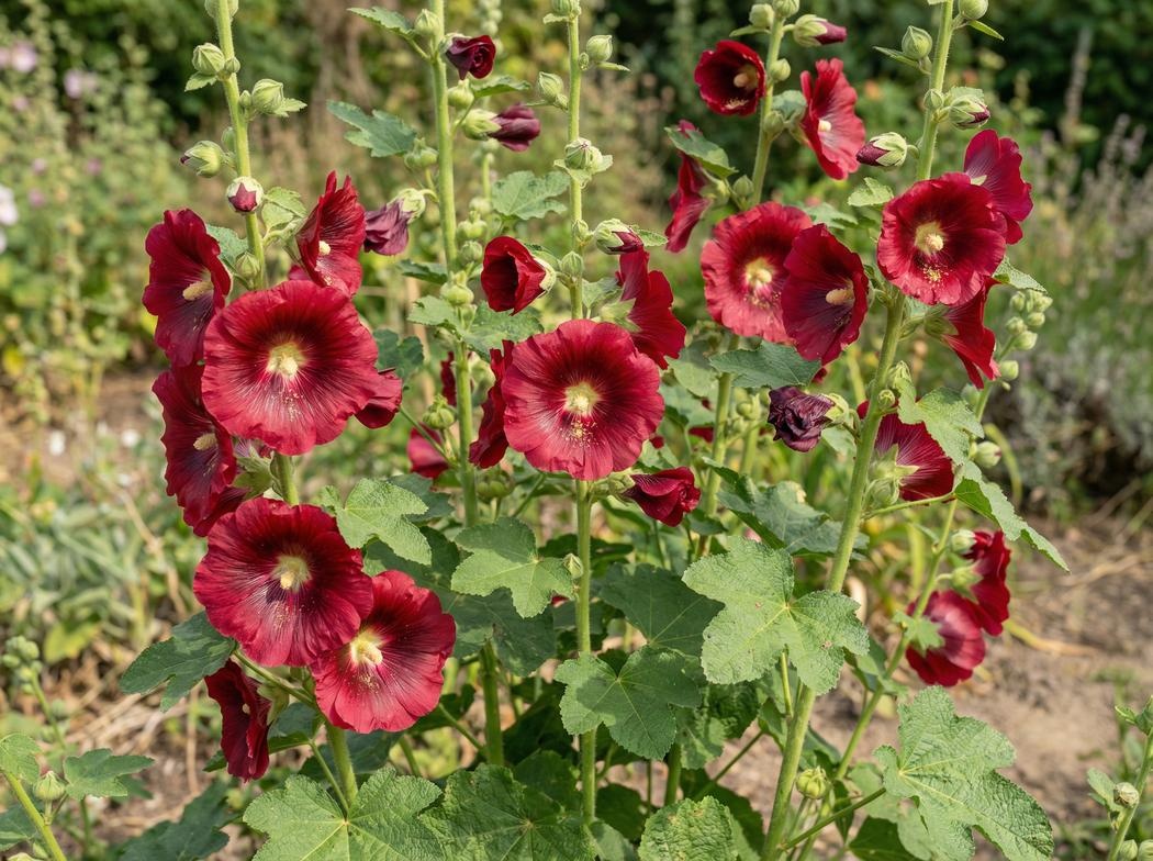 Alcea rosea Mars Magic