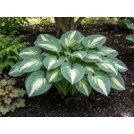 Hosta sieboldiana Hudson Bay