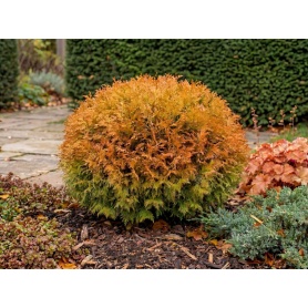Thuja occidentalis Fire Chief
