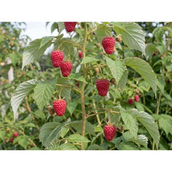 Rubus idaeus Heritage