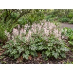 Tiarella Spring Symphony