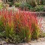 Imperata cylindrica Rubra
