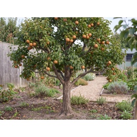 Pyrus pyrifolia Chojuro