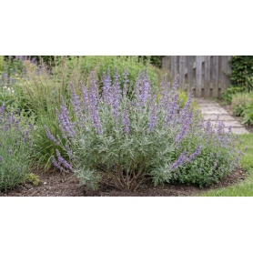 Salvia yangii
