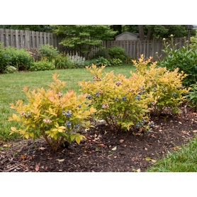 Vaccinium corymbosum ANDVAL1601
