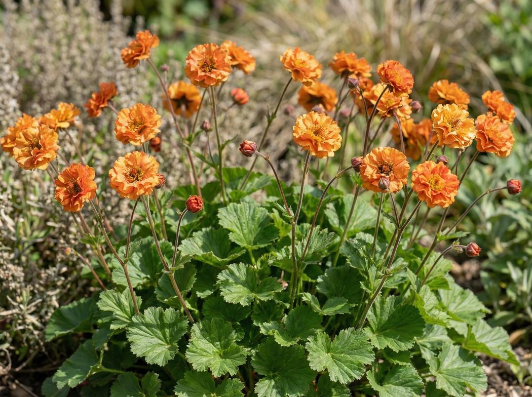 Geum Orange Pumpkin