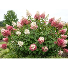 Hydrangea paniculata Dvppinky