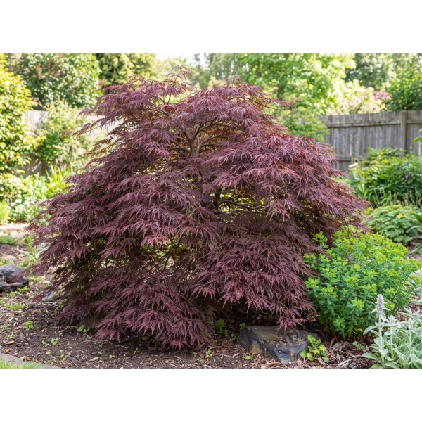 Acer palmatum Red Dragon