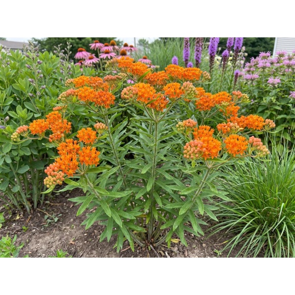 Asclepias tuberosa