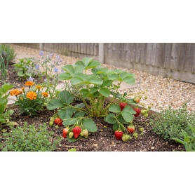 Fragaria ananassa Albion