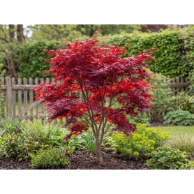 Acer palmatum Fireglow