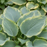 Hosta Earth Angel