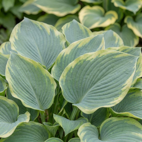 Hosta Earth Angel