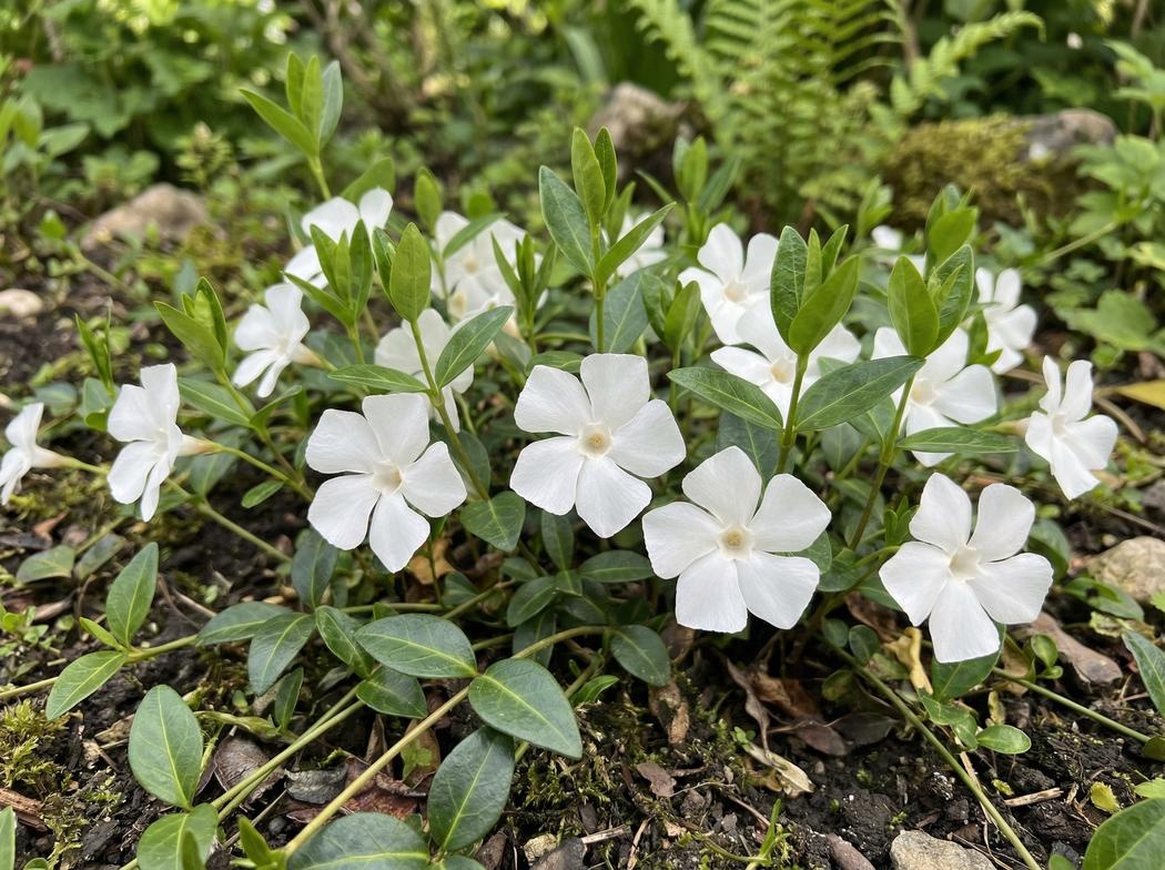 Vinca minor Alba