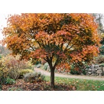 Acer pseudosieboldianum
