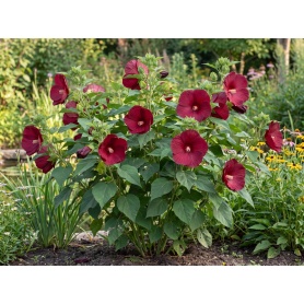 Hibiscus moscheutos Luna Red