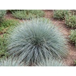Festuca Glauca Elijah Blue