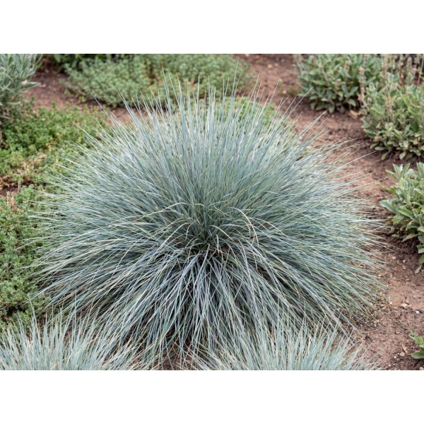 Festuca Glauca Elijah Blue
