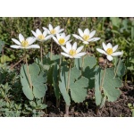 Sanguinaria canadensis