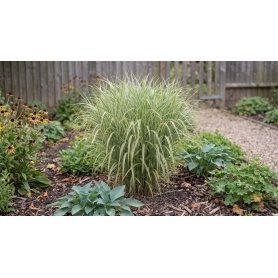 Miscanthus sinensis Variegatus