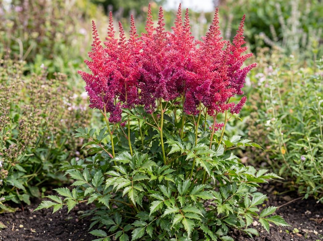 Astilbe Montgomery